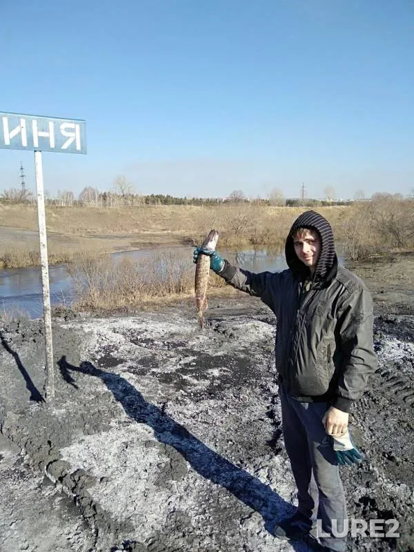 Налим