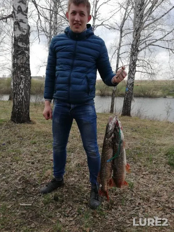 Щука