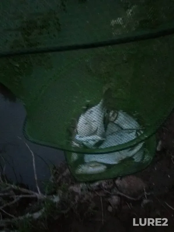 Лещ