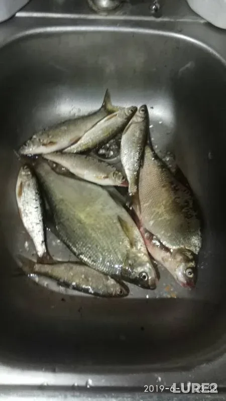 Лещ