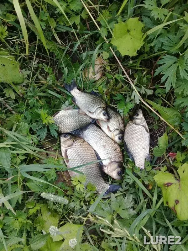 Карась
