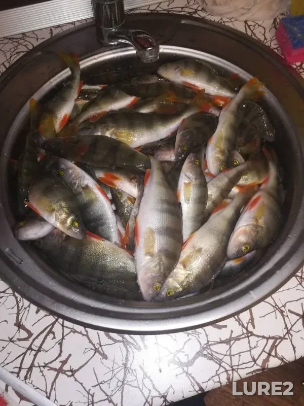 Окунь