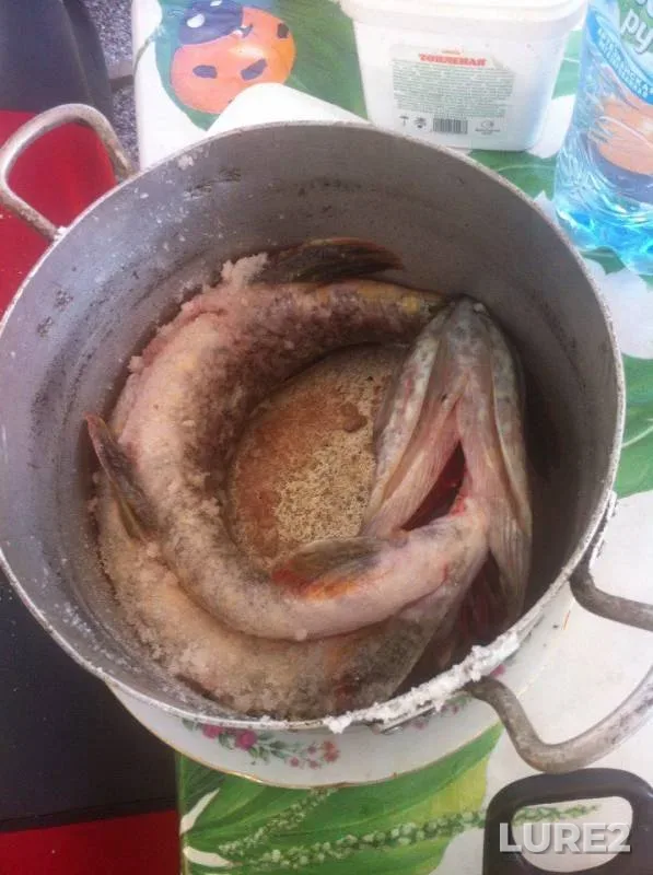 Щука