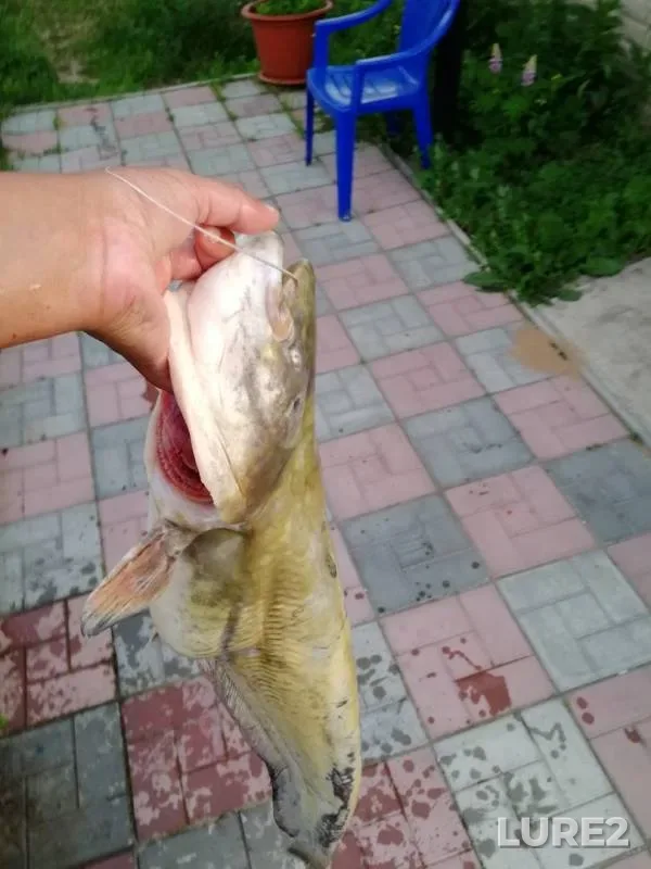 Сом