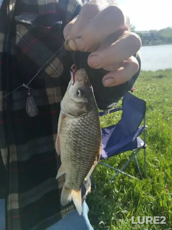 Карась