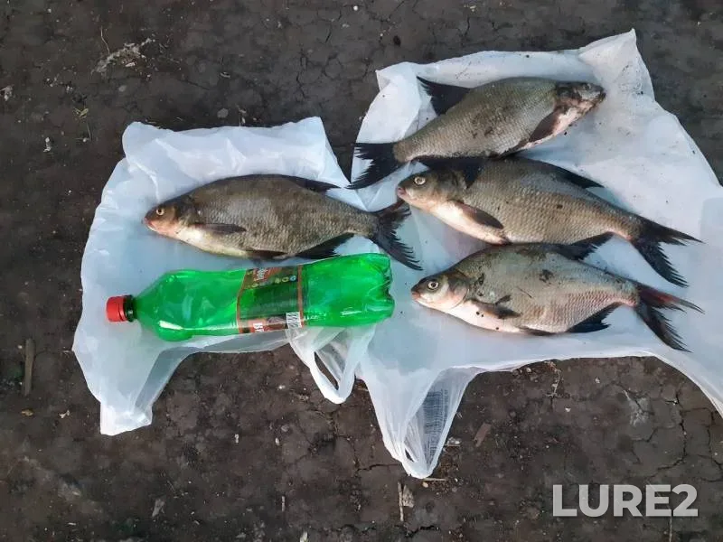 Лещ
