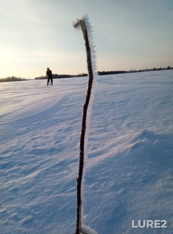 Окунь
