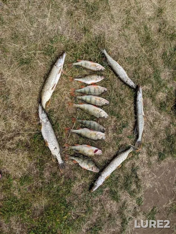 Окунь, Щука