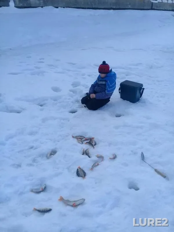 Окунь