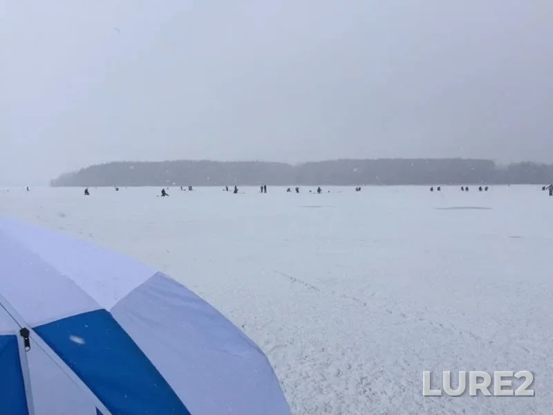 Окунь, Плотва