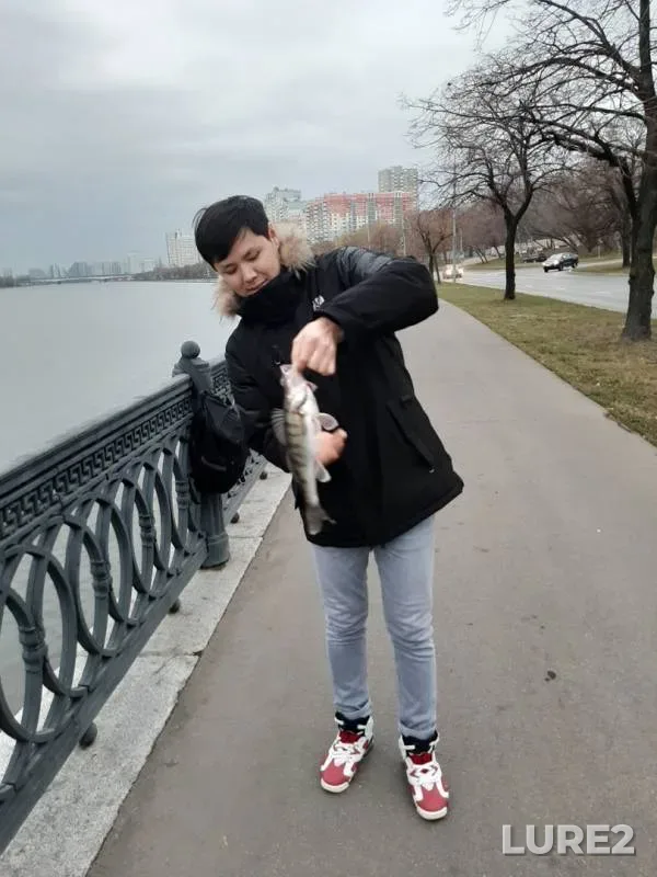 Окунь, Судак