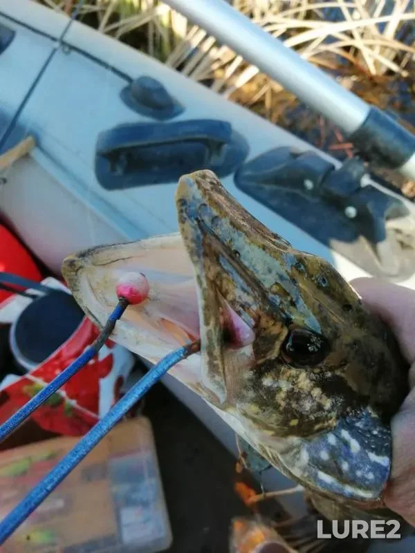 Щука