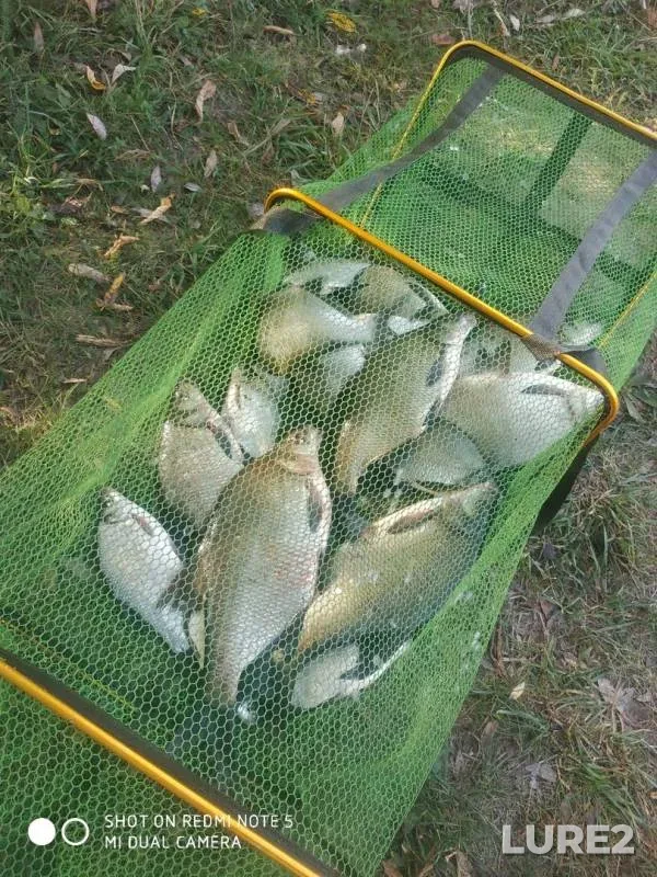 Лещ