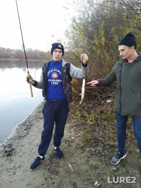 Щука