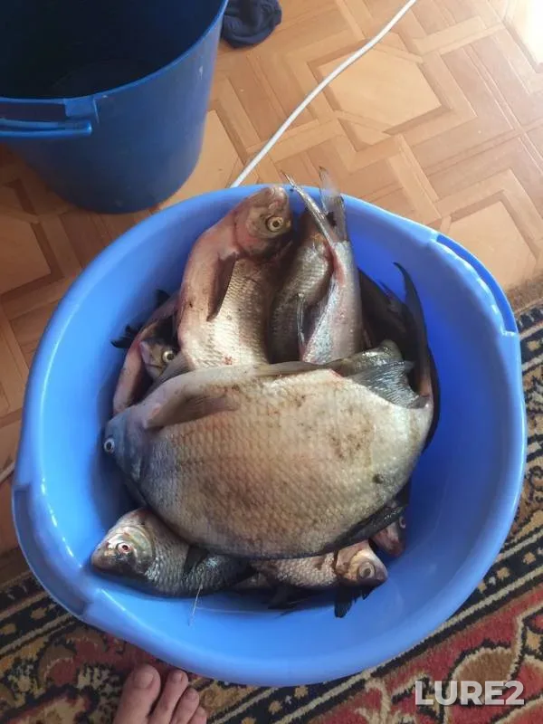 Лещ