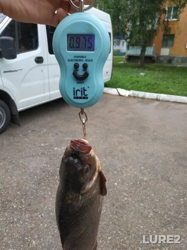 Карась, Линь