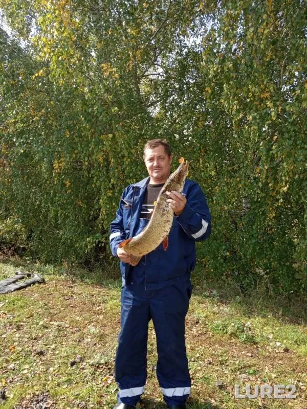 Щука