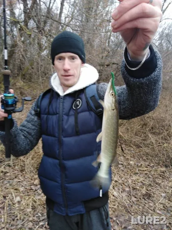 Окунь, Щука