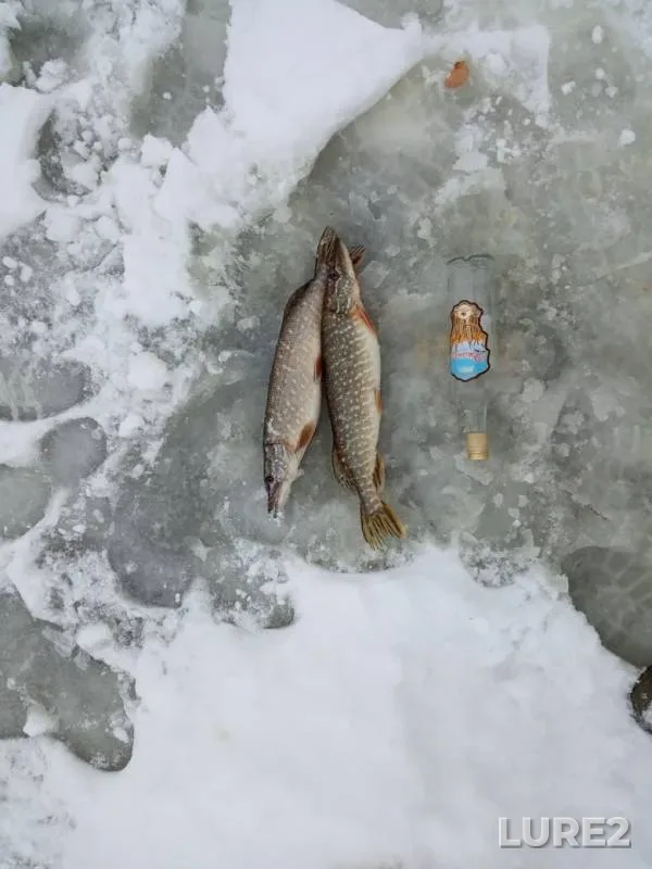 Щука — Чёрное, 12 янв. 2019 г.