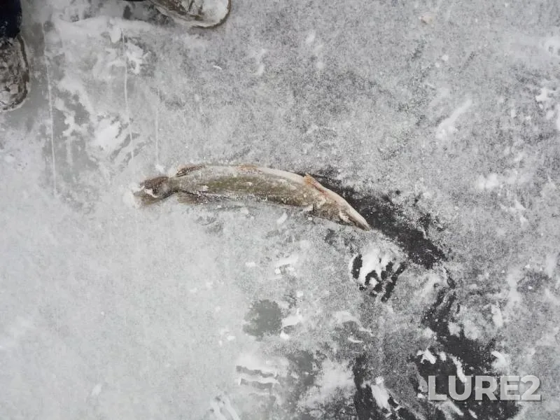 Окунь, Щука — Брестская область, Берёзовский район, 26 янв. 2019 г.