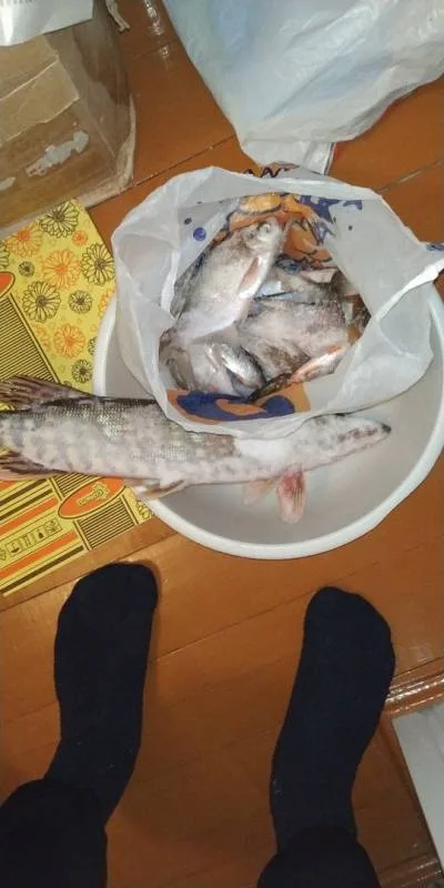 Лещ, Щука