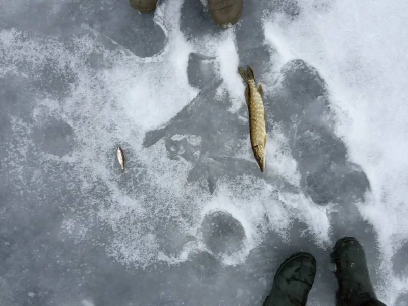 Щука