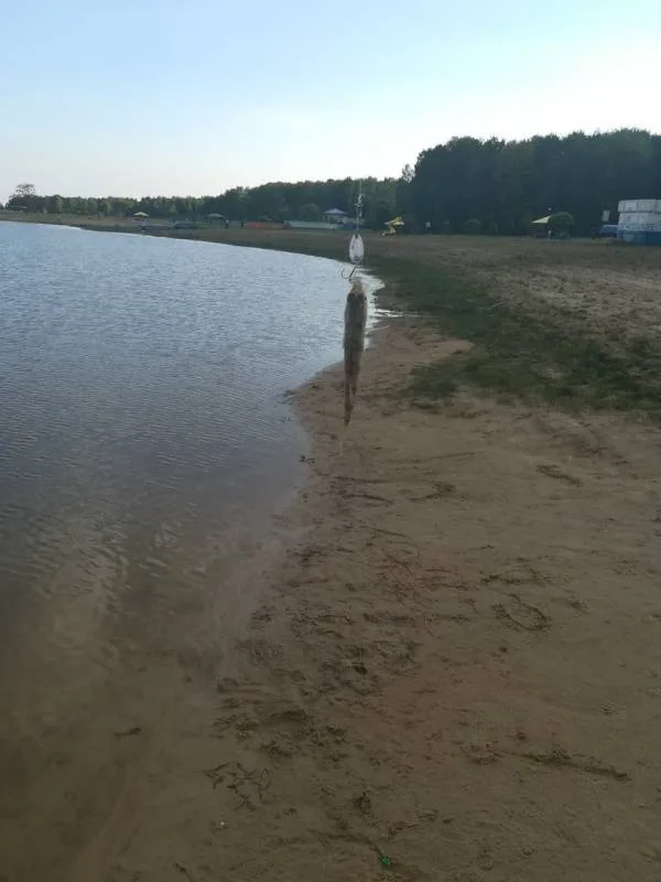 Щука