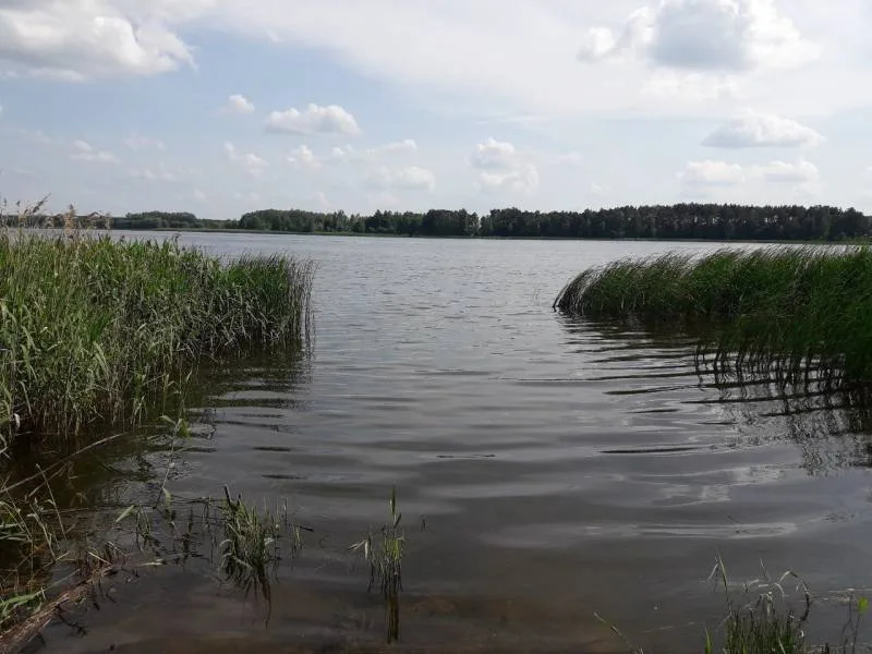Лещ, Карась
