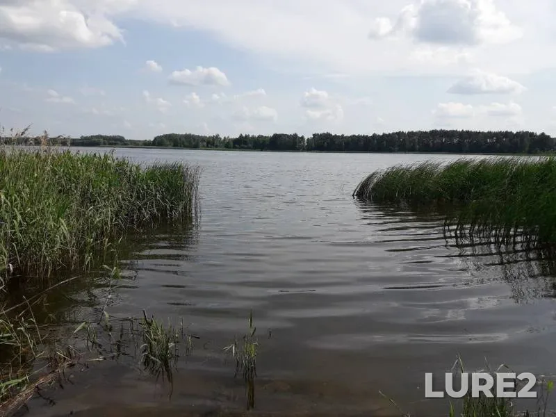 Лещ, Карась — Хомск, 05 июн. 2019 г.