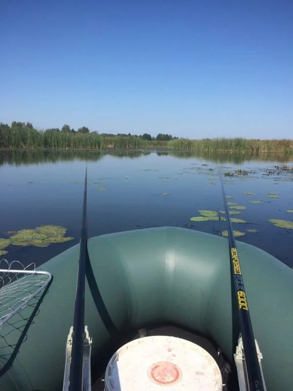 Карась, Линь