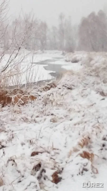 Окунь, Щука