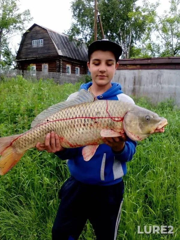 Карп