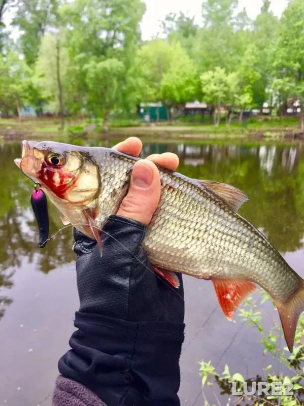 Голавль, Окунь