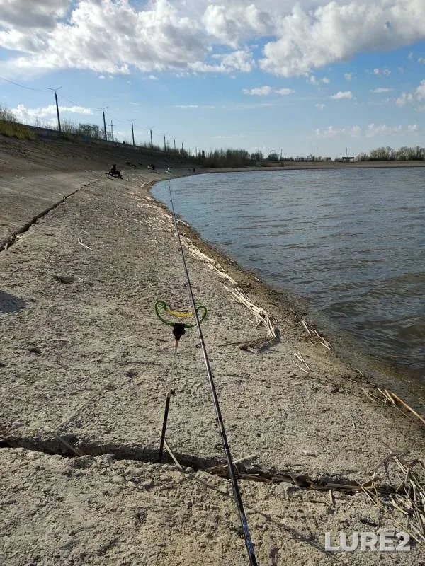 Уклейка, Густера