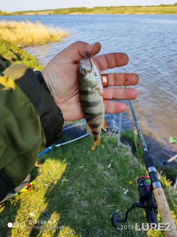 Карась