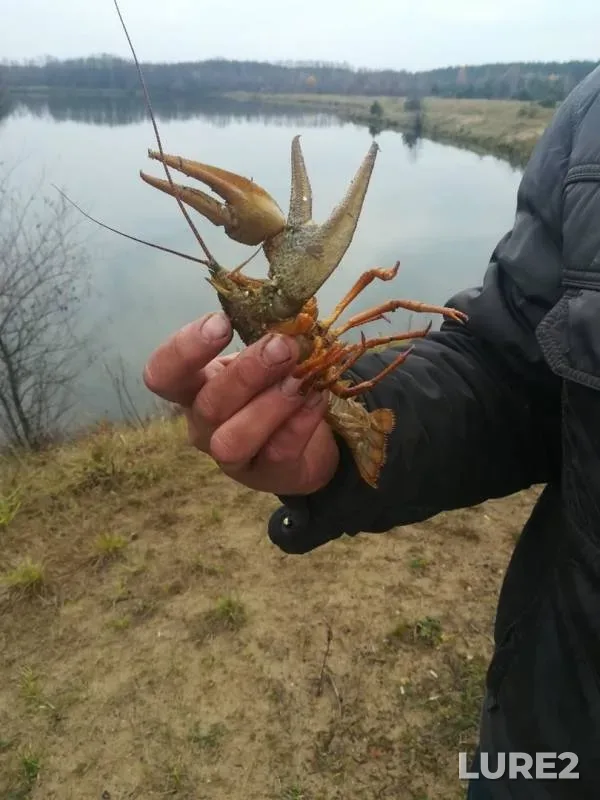 Карп