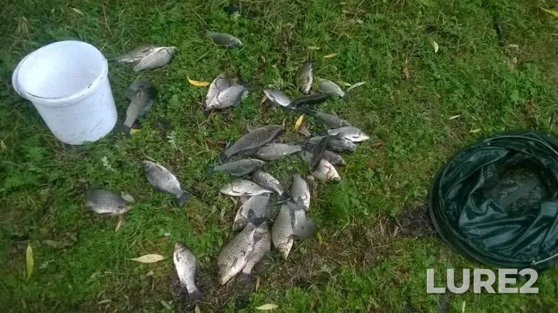 Карась, Окунь