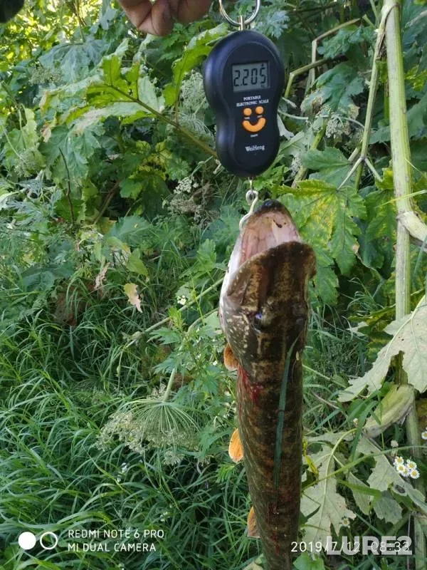 Щука