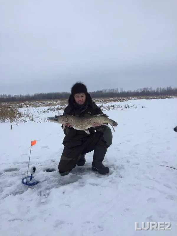 Щука
