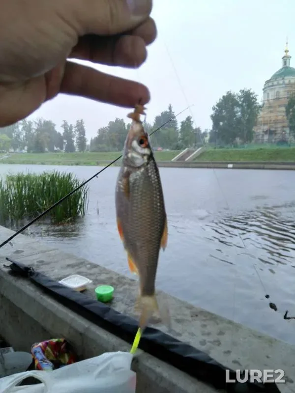 Лещ, Плотва