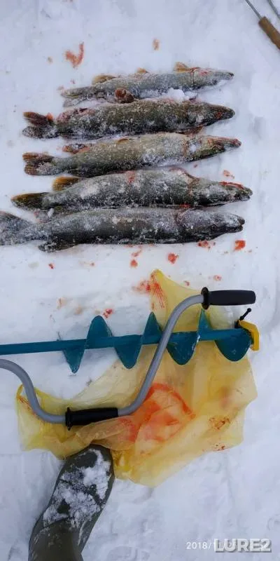 Щука