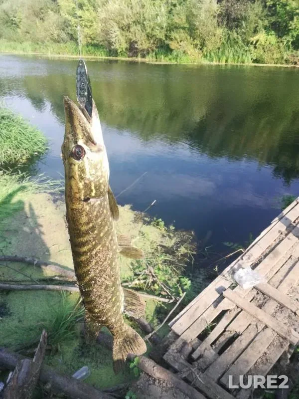Щука