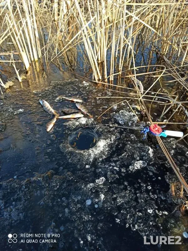 Окунь