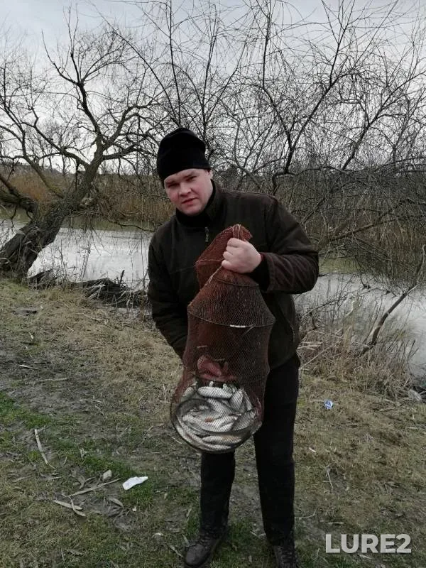 Плотва