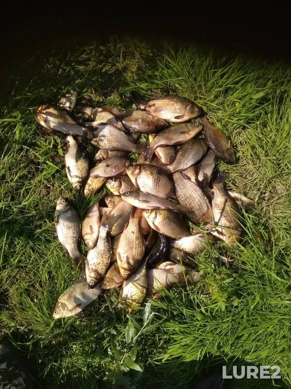 Карась
