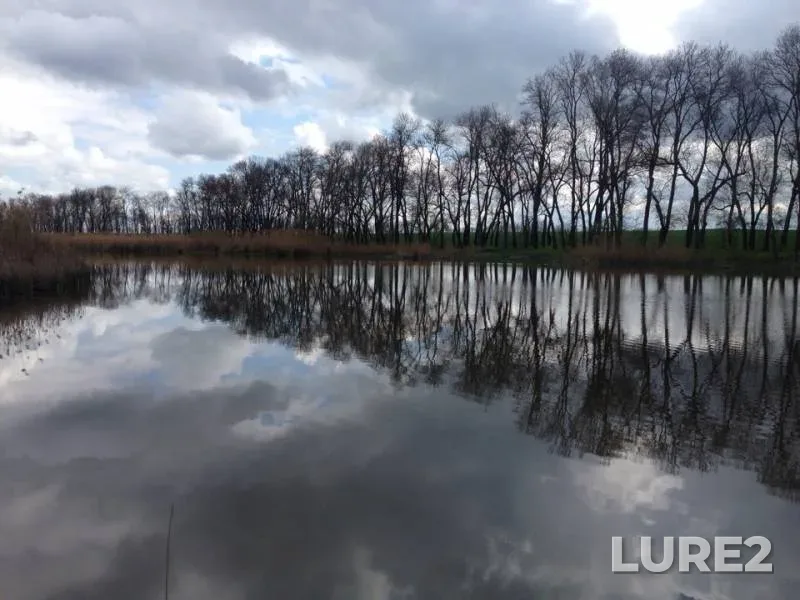 Карп, Карась