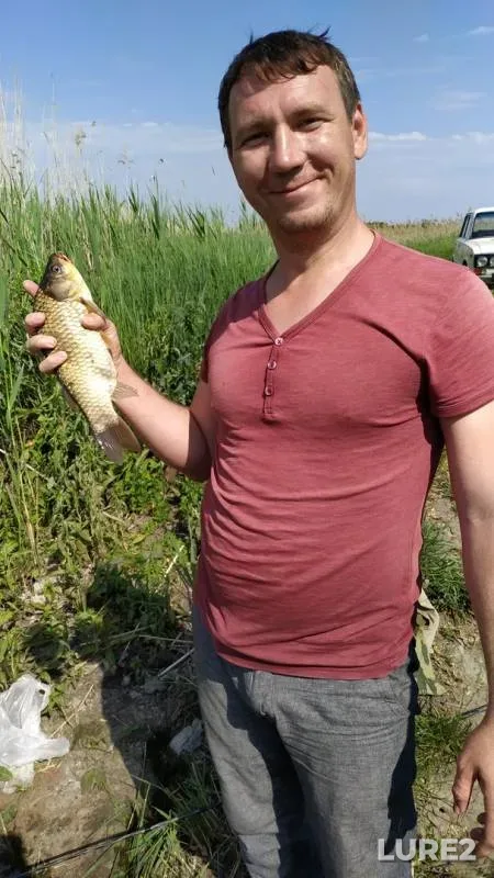 Лещ, Карась