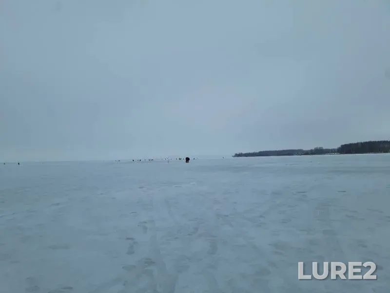 Плотва