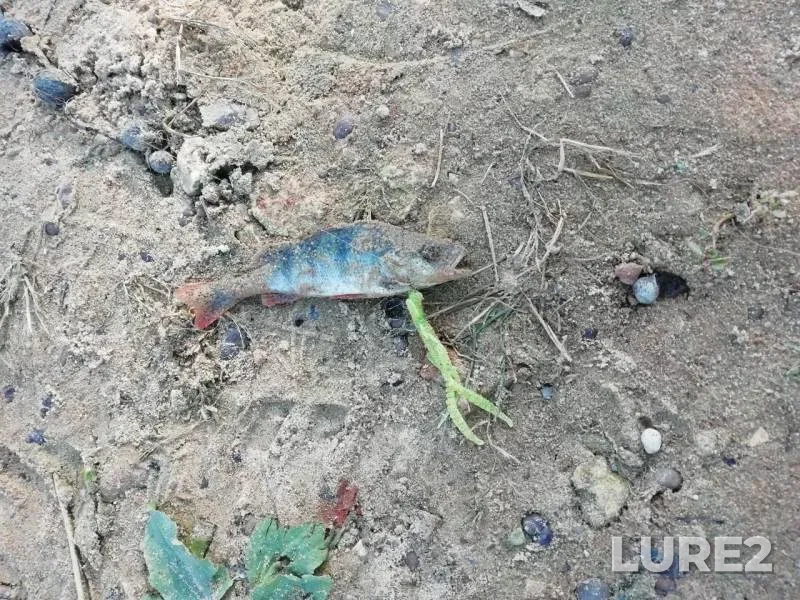 Окунь