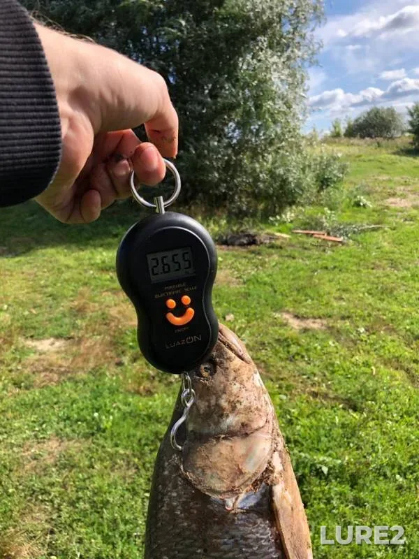 Жерех